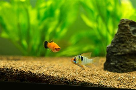 Platy Agression .